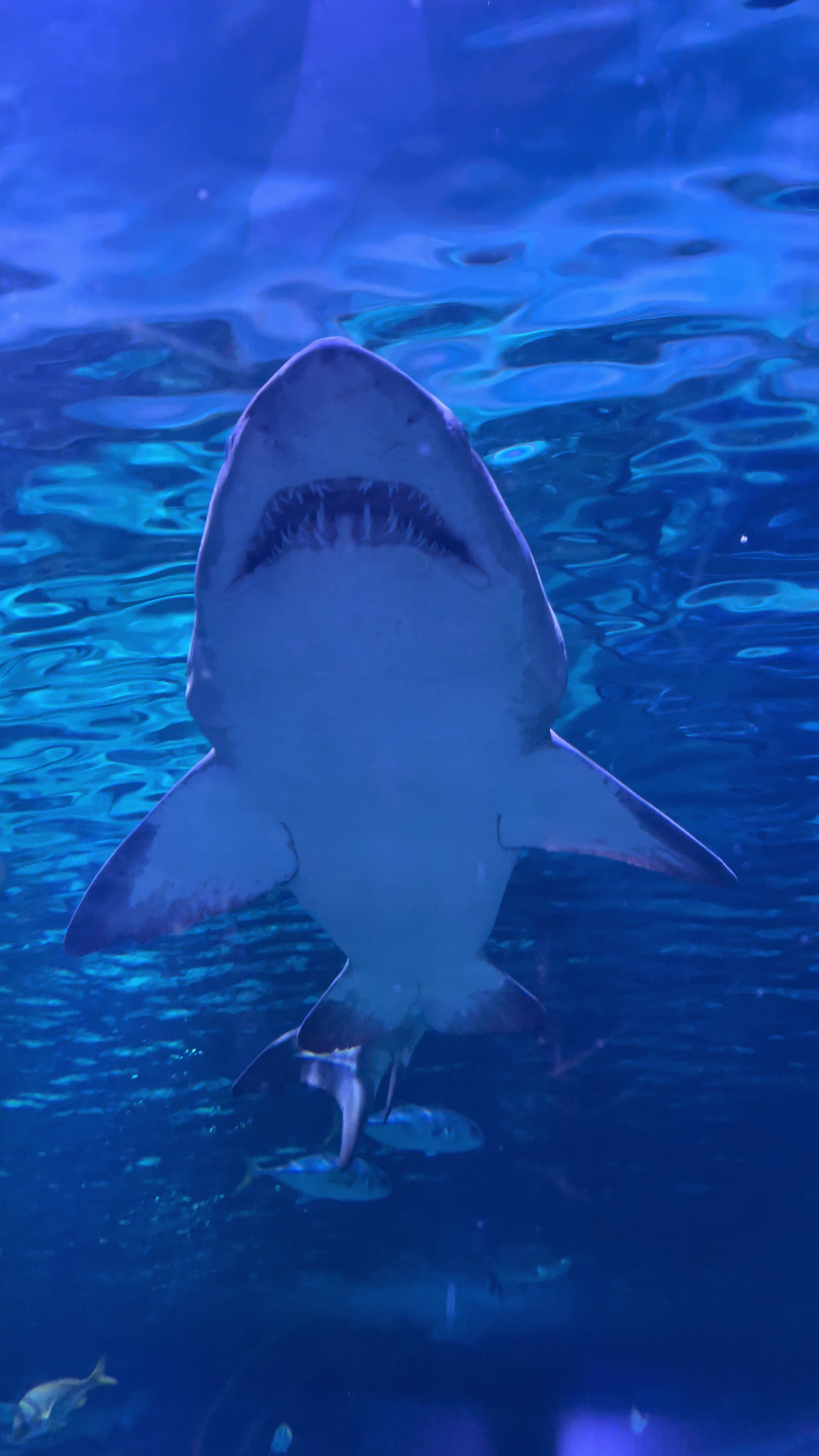 @Swim🦈