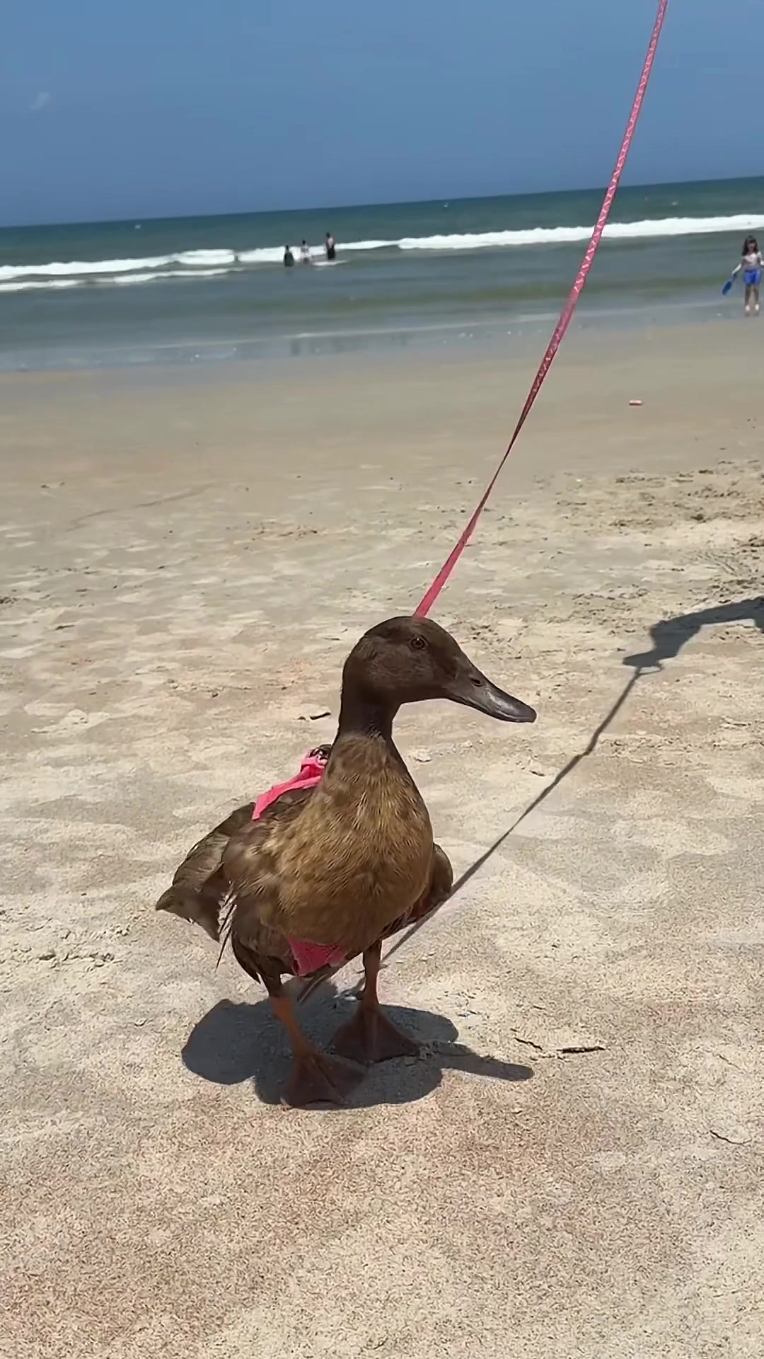 @bri🦀
