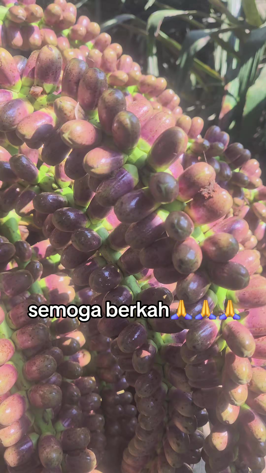 @Tinambunan