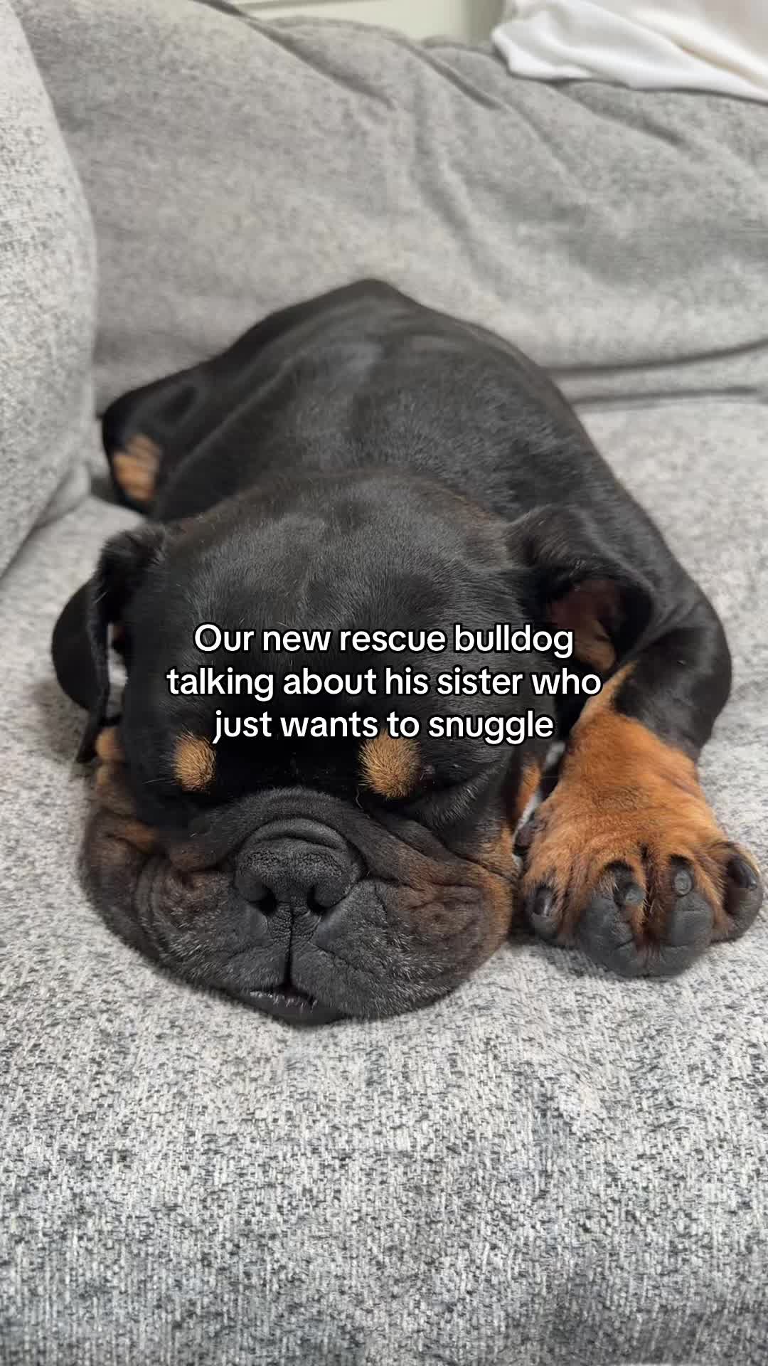 @Poptart The Bulldog