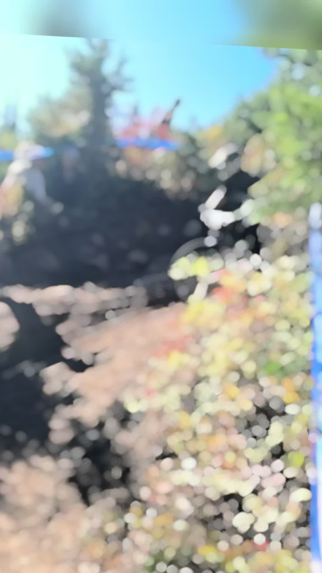@levikelleyyz250f