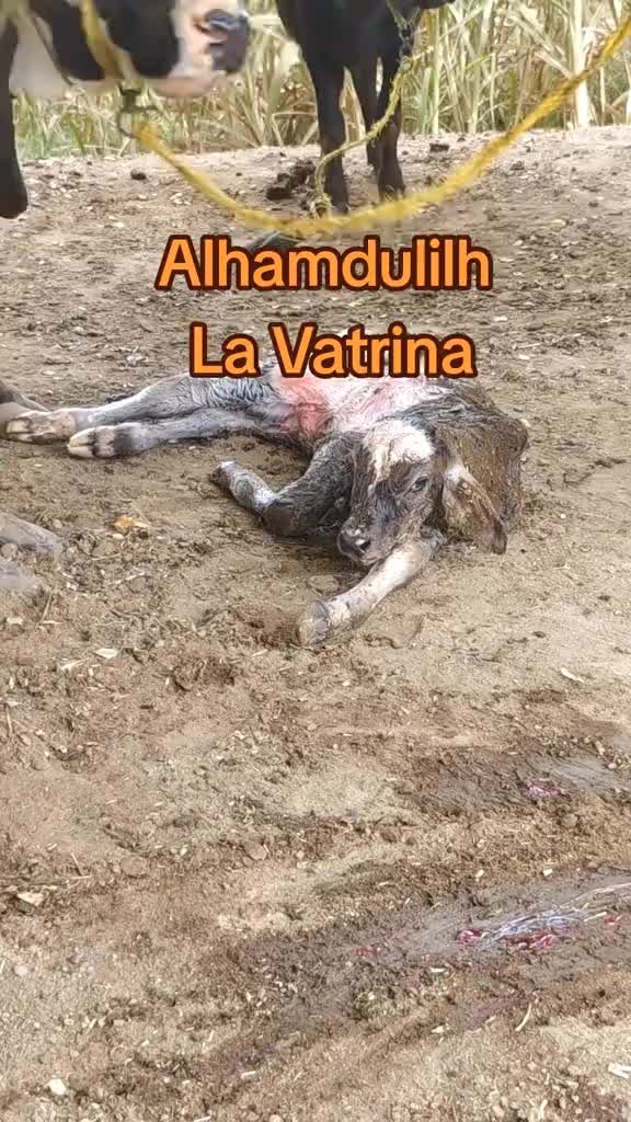 @D-Company_Brahman