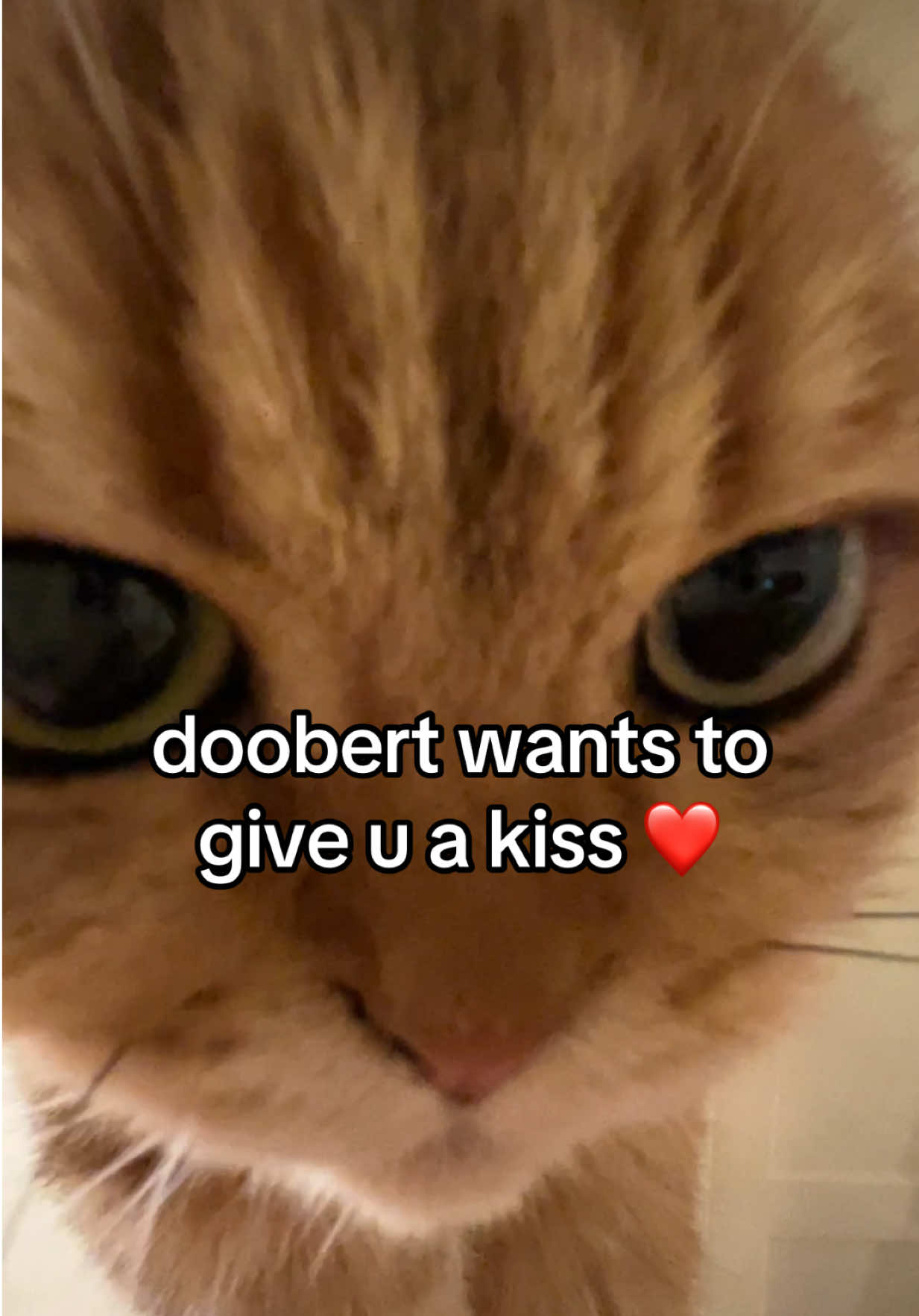 @honey butter chicken biscuit