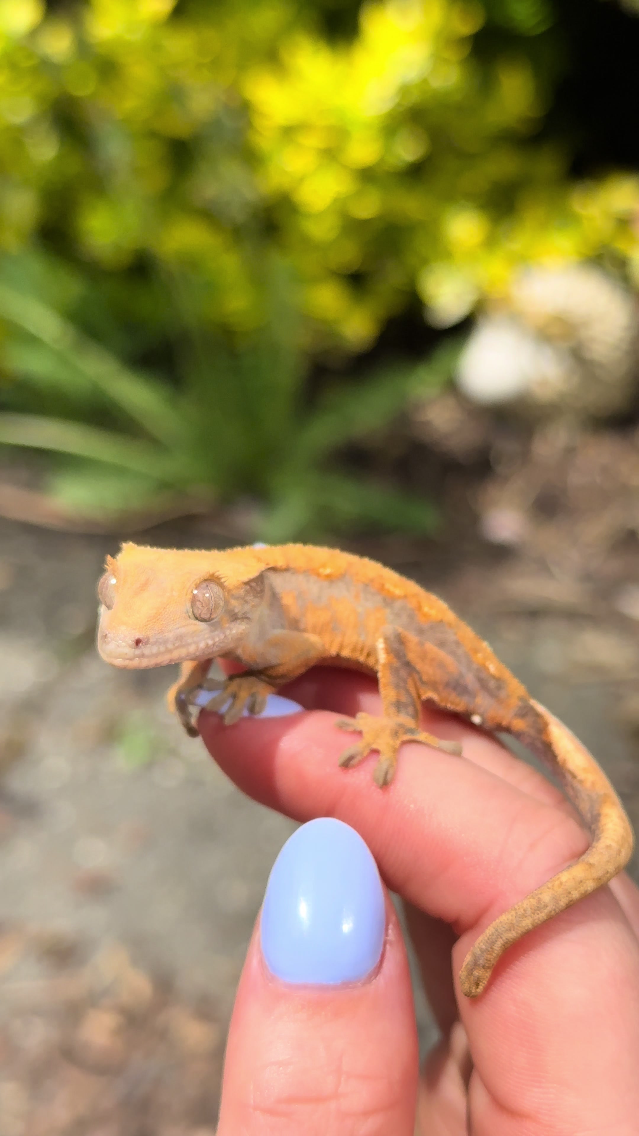 @pawsandcreepycrawlers