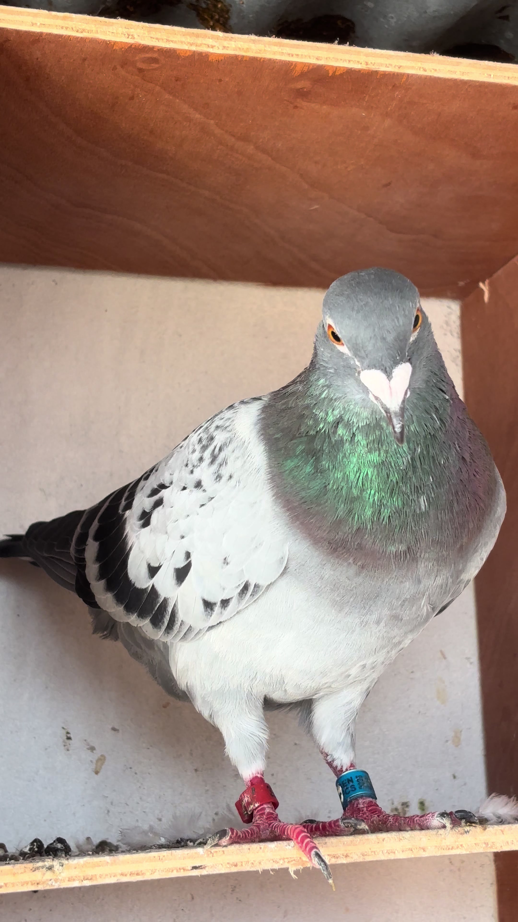 @OMZOLOFT🕊🦜🇸🇳