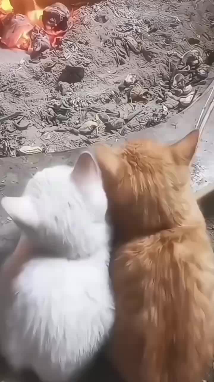 @Cat Love