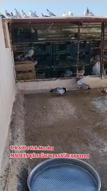 @ÇİLOĞLU KLASİĞİ