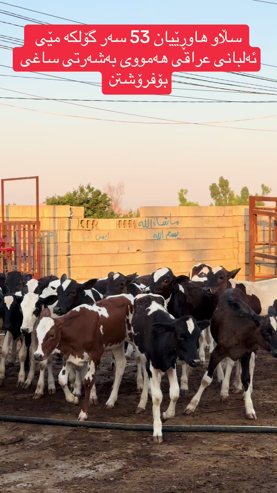 @مەیدانی ئاژەڵانی محمد 🐄🐂