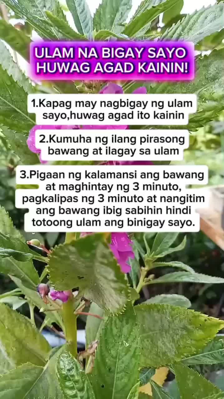 @🐝Tala Hives🐝