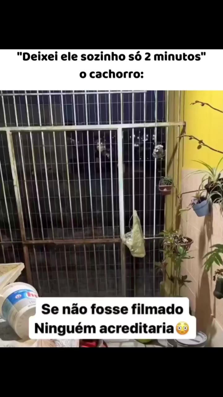 @LovePet