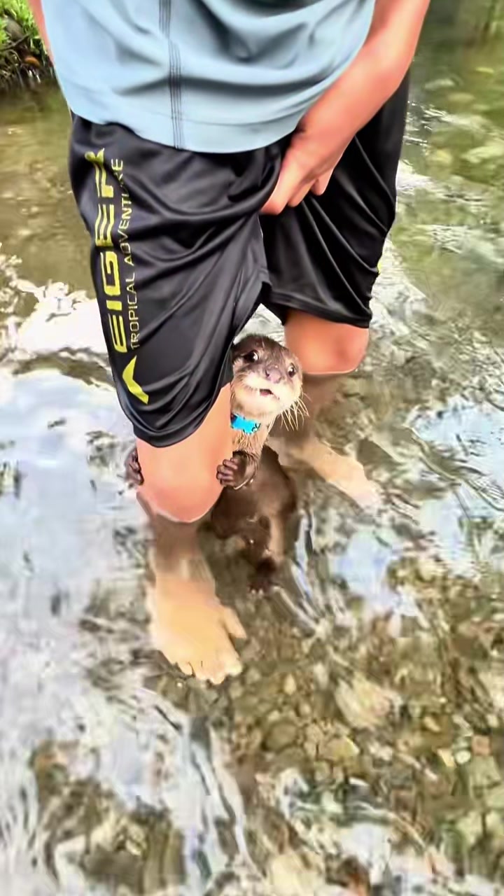 @rescuetails