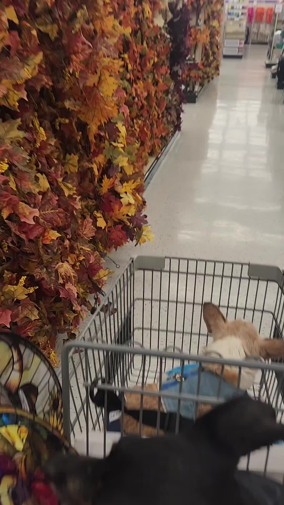 @willie_the_grumpydog