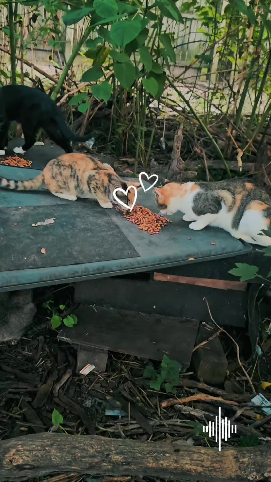 @🇲🇽Guli.Carrada 🐈⬛