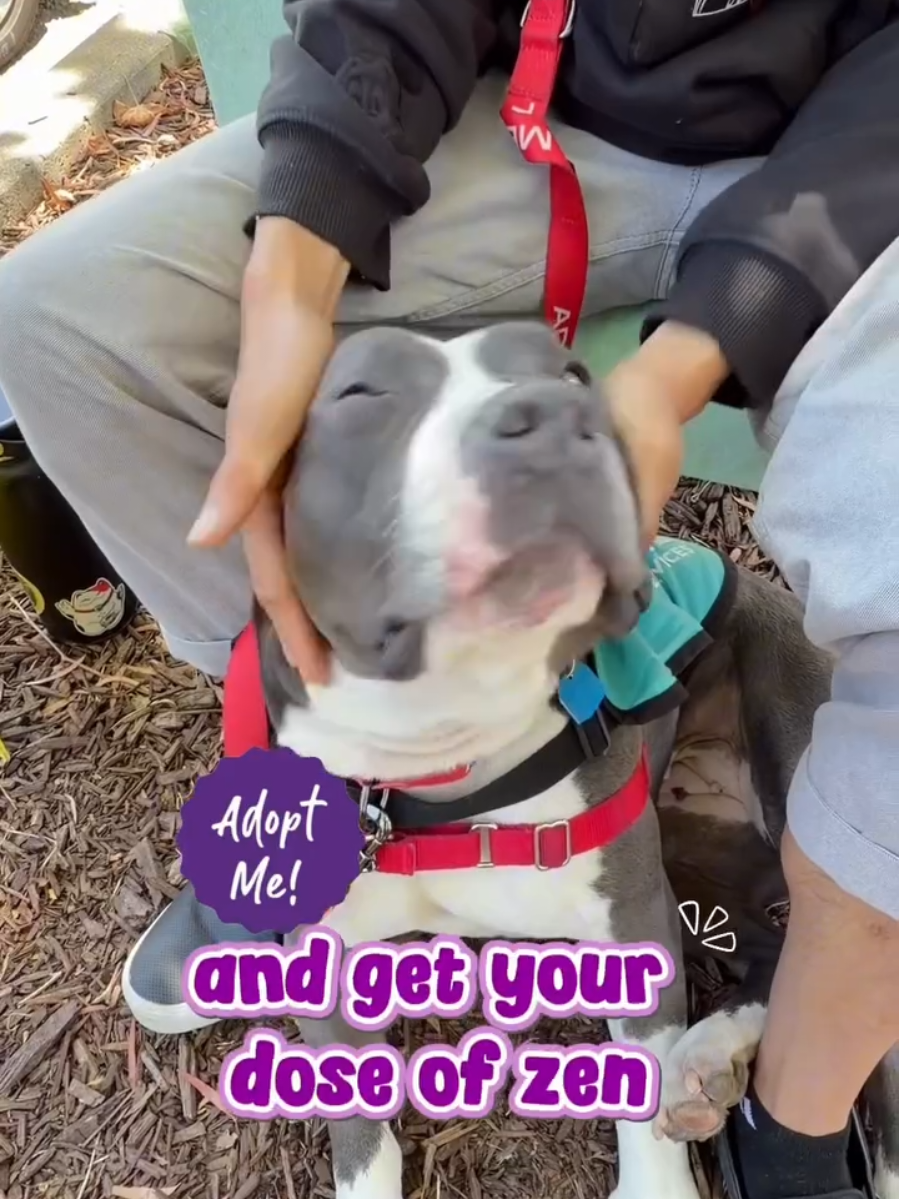 @Oakland Animal Services