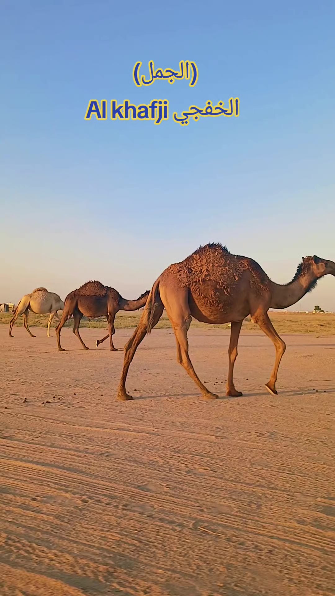@T starTareq(Al Khafji)🇸🇦🇧🇩