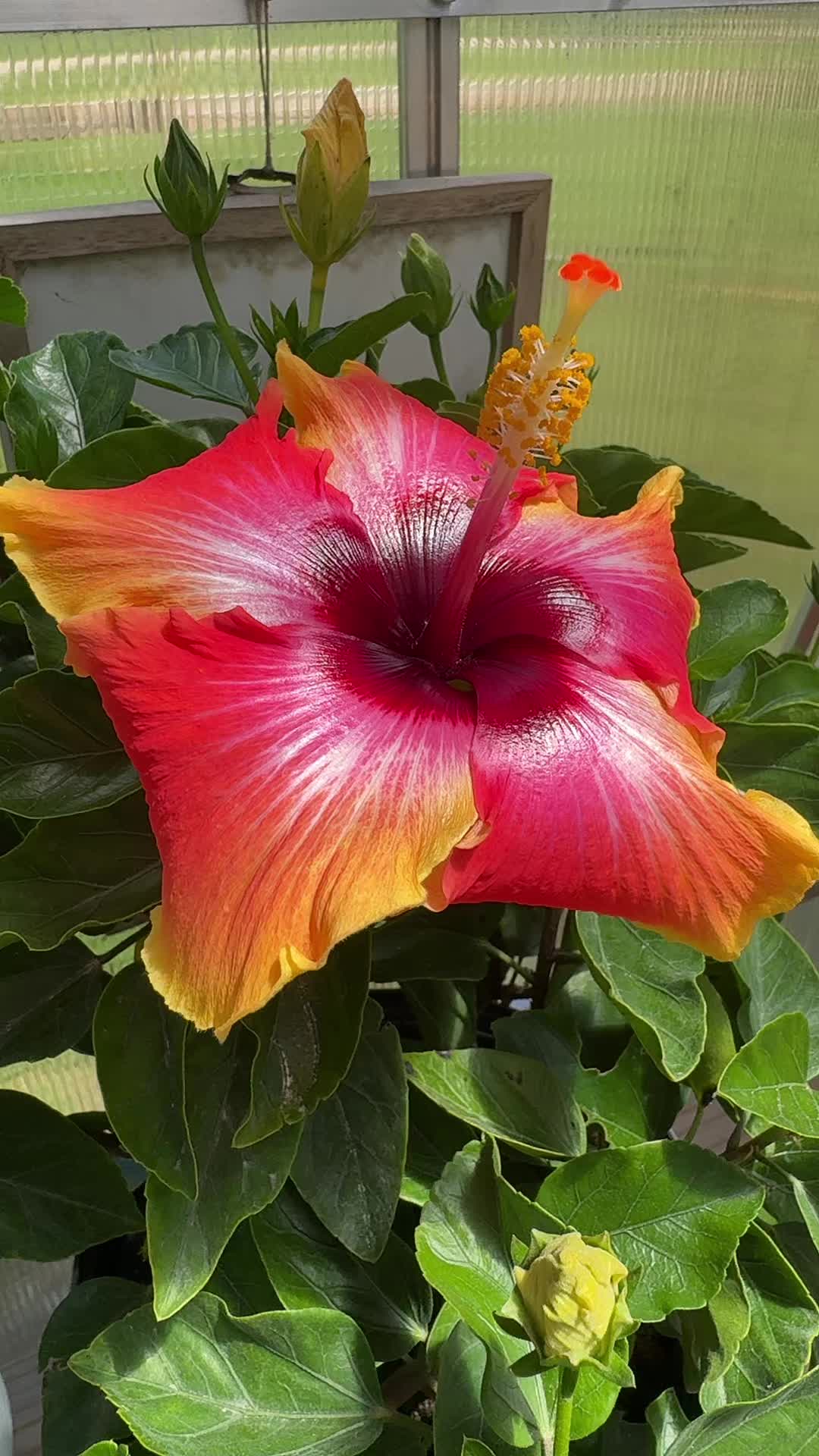 @HJ 🌺🪩🧿🌞🦋