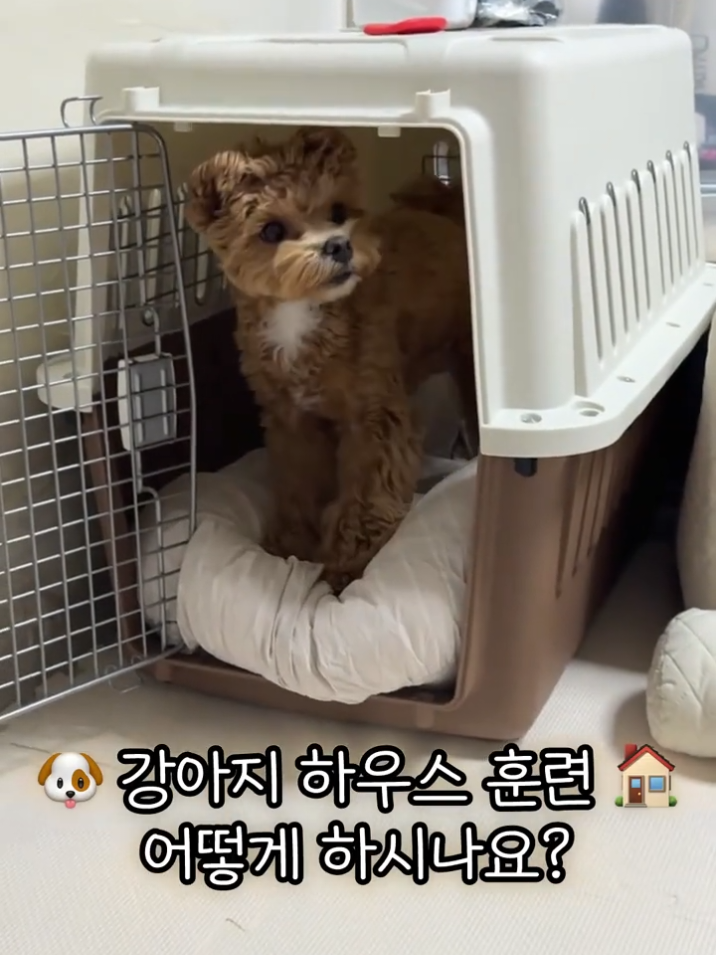 @말티푸 하루 🐾🐶