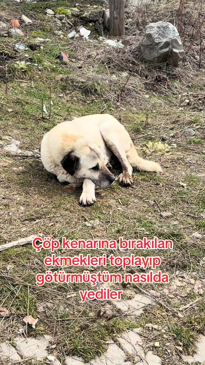 @azaphanecanlari