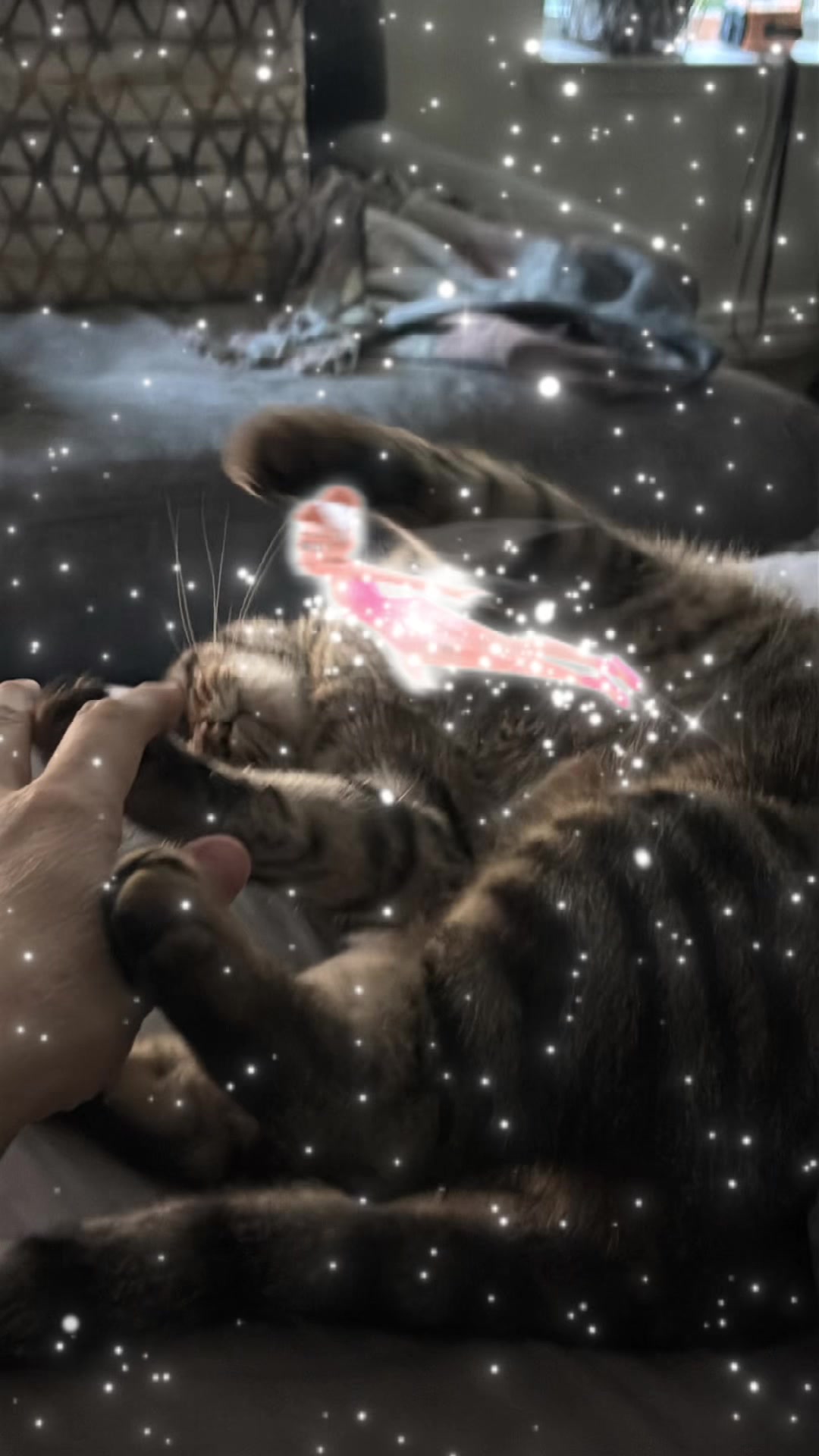 @LifeofRileyMeow