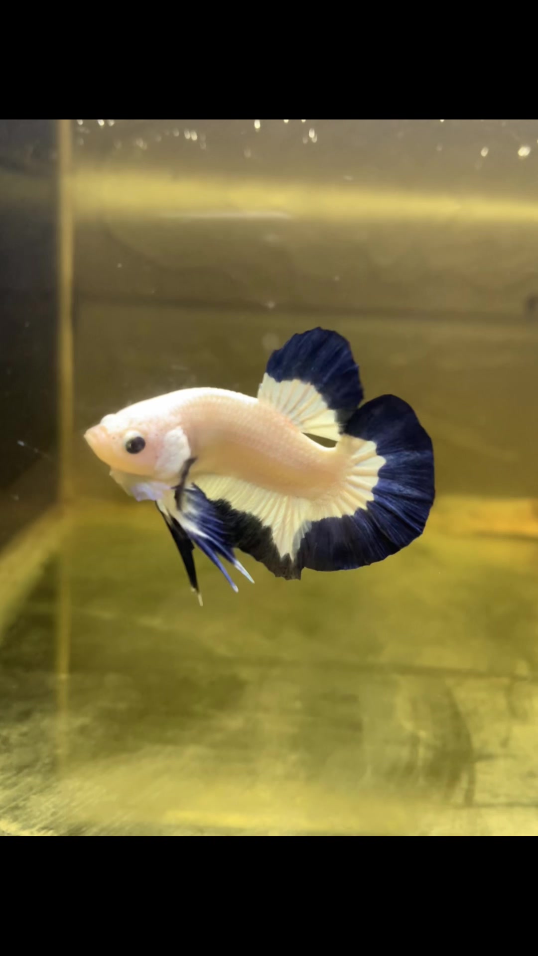 @PetBETTA