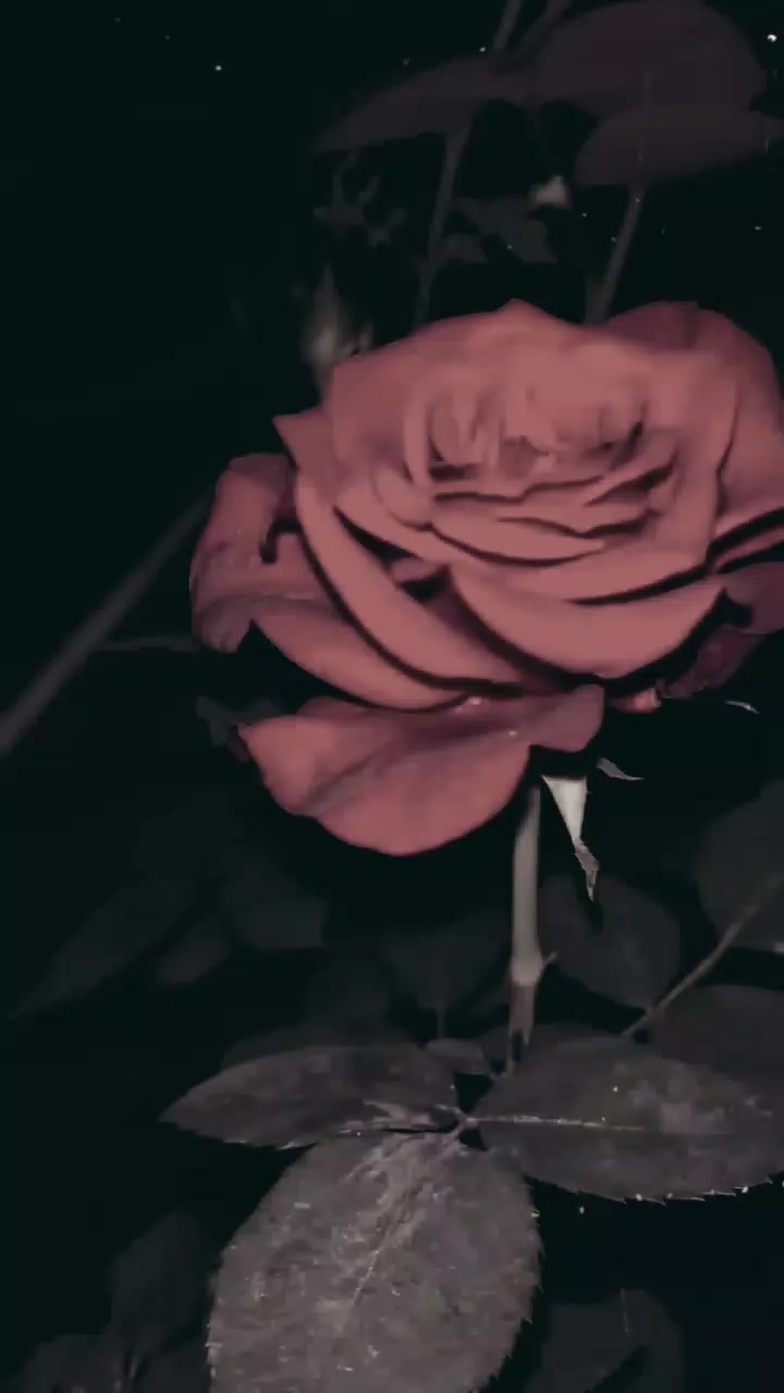 @mino