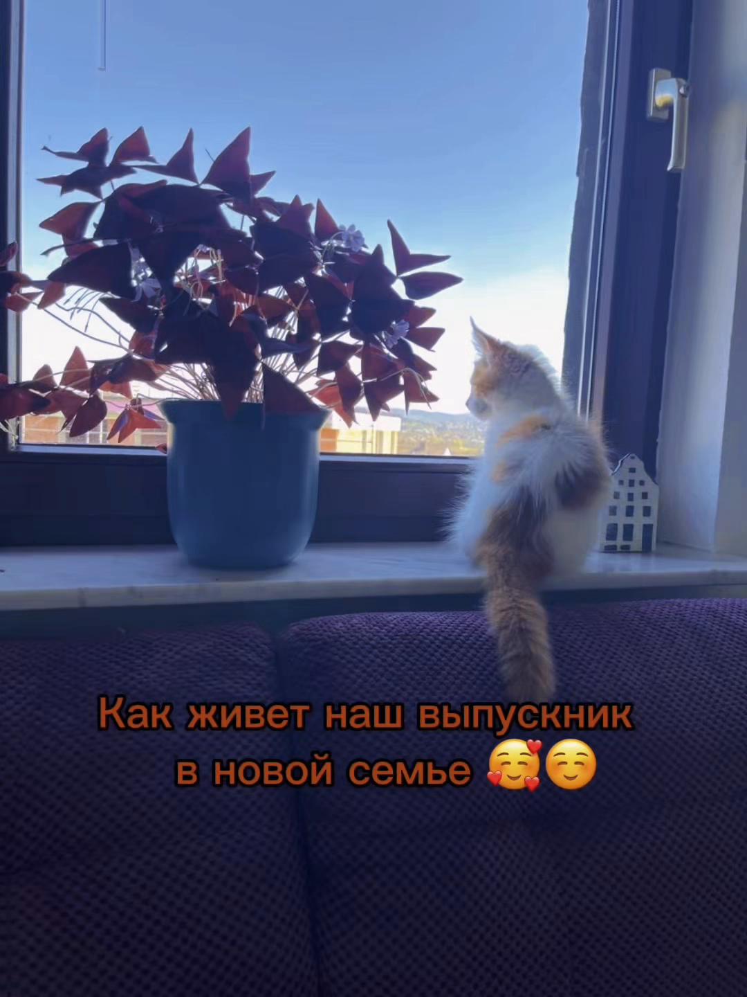 @Golden Maine Coon
