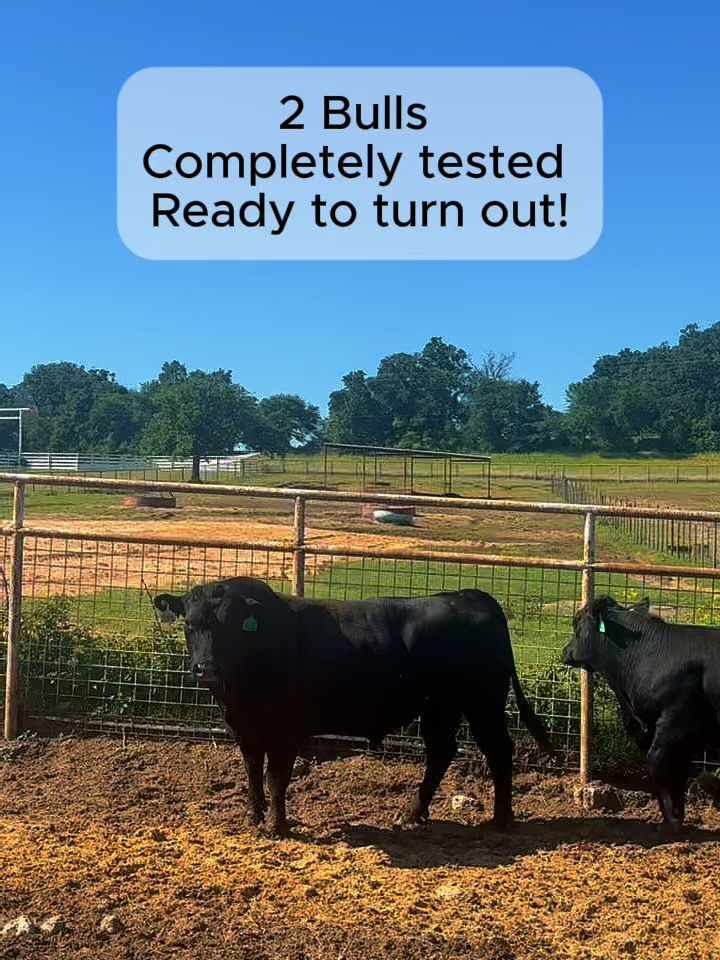@Rutherford Land and Cattle