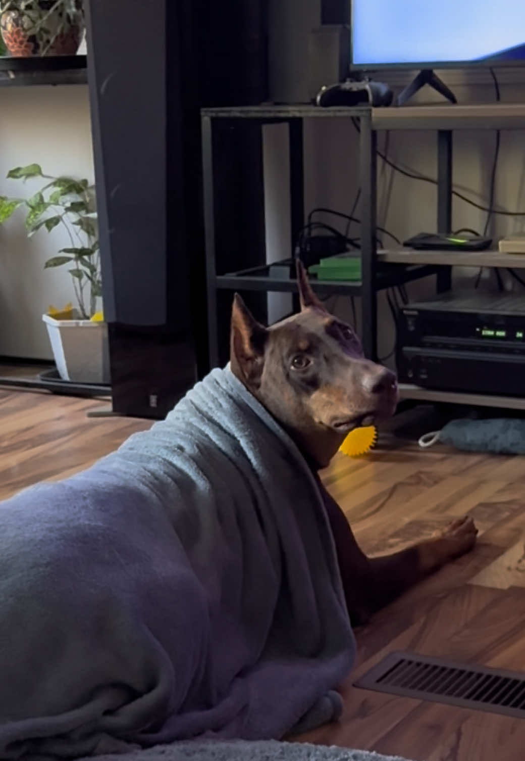 @Chocko The Doberman
