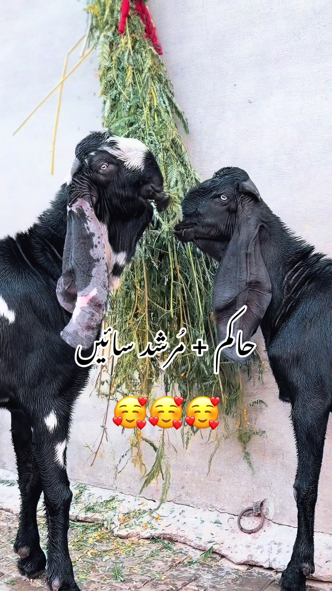 @Chohan Goat Farm Sialkot