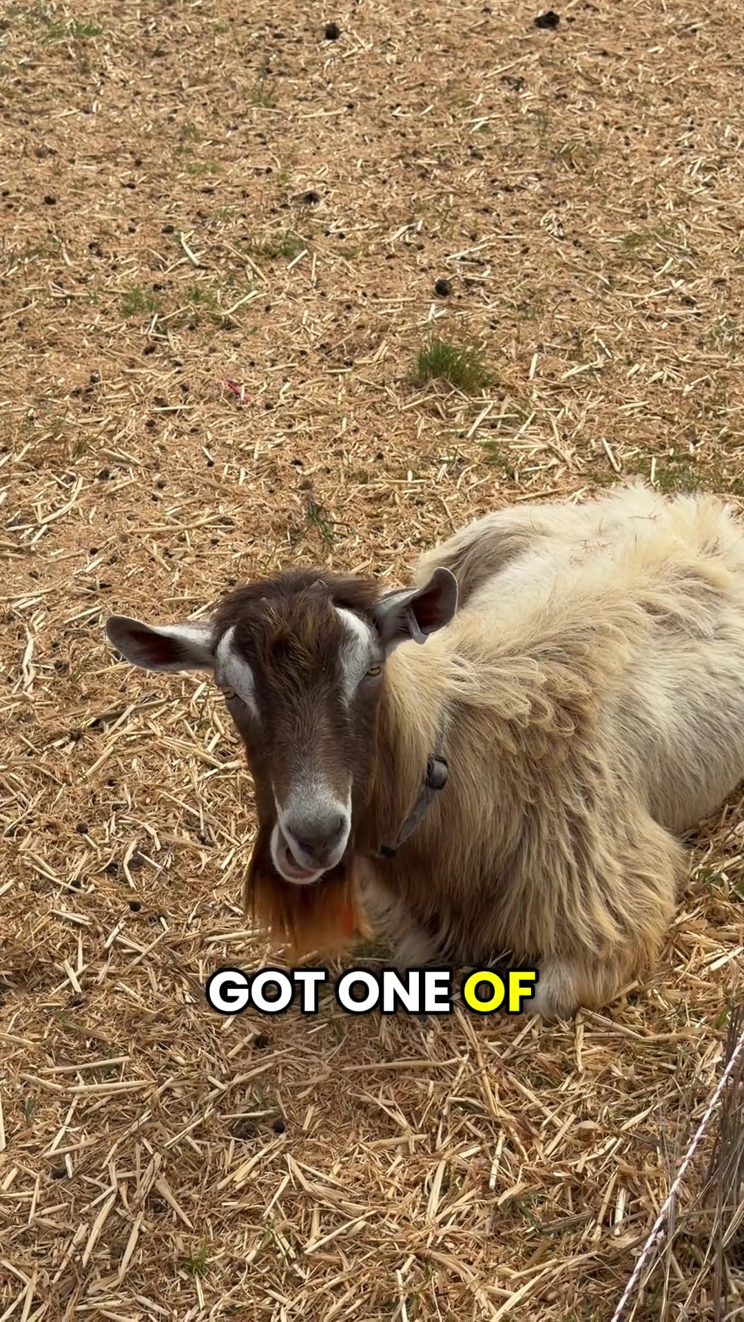 @Thegoatfather