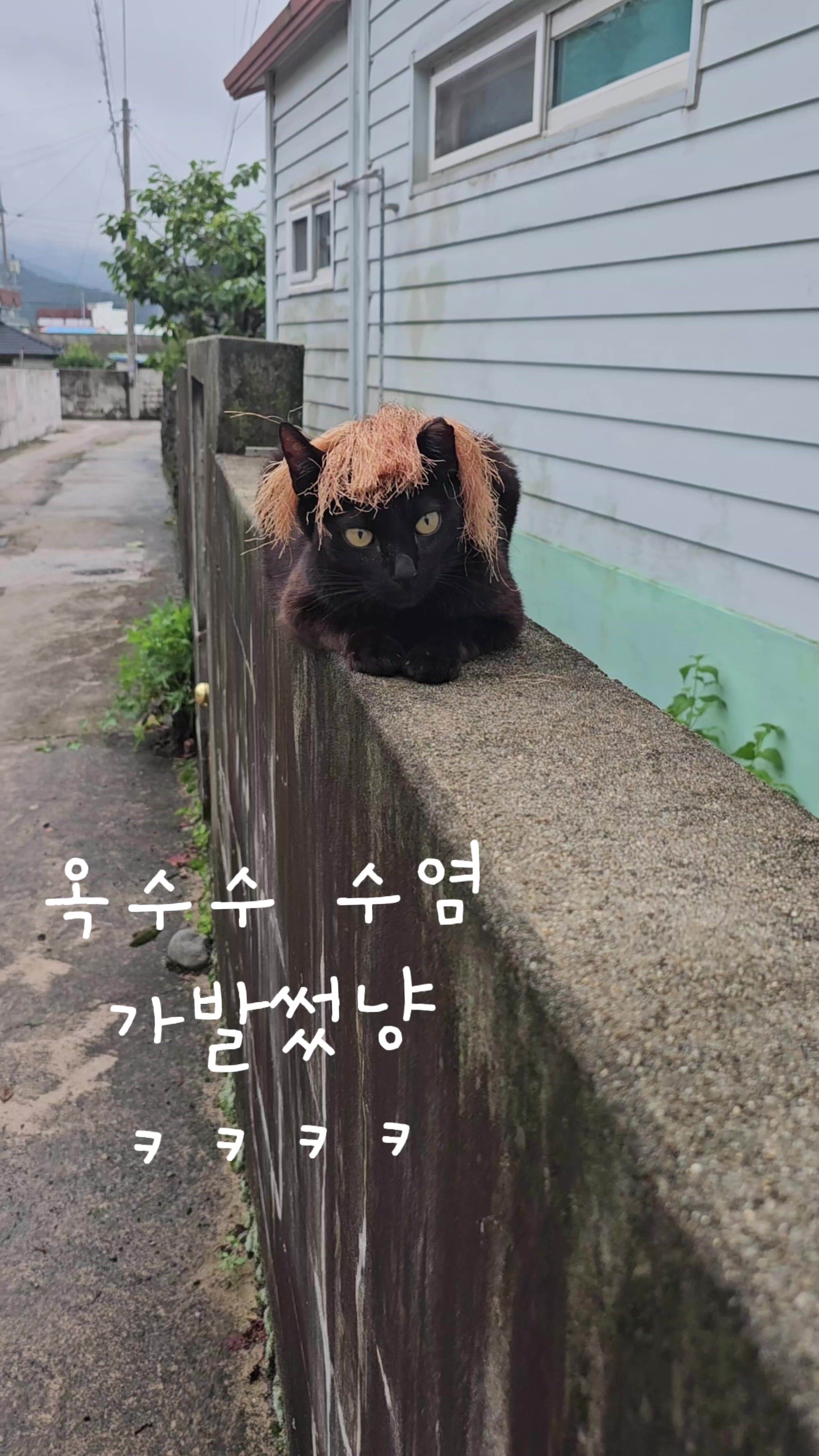 @검은고양이 터보