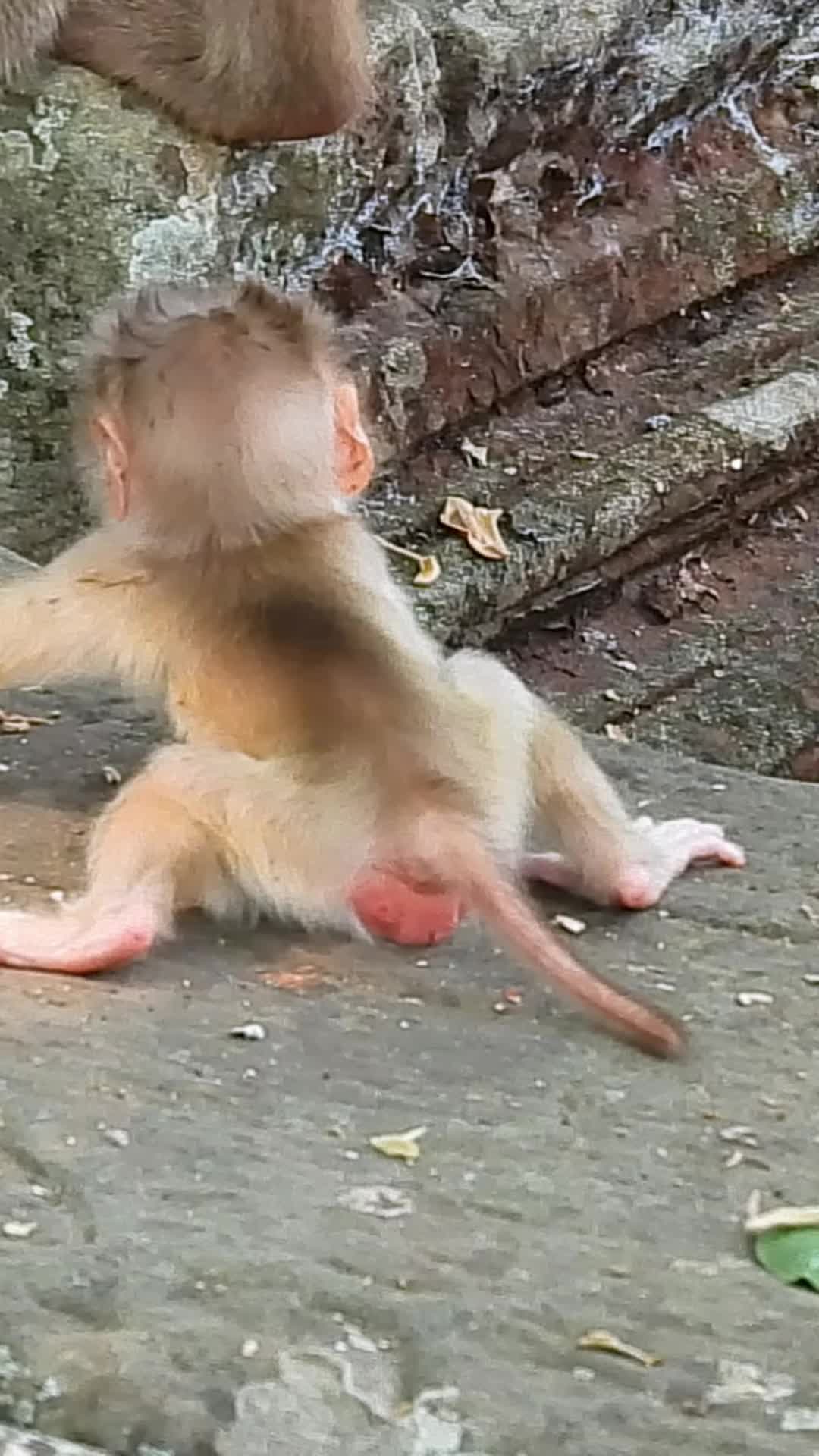 @Monkey Cambodia