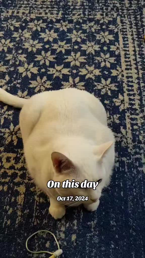 @oldfatchick