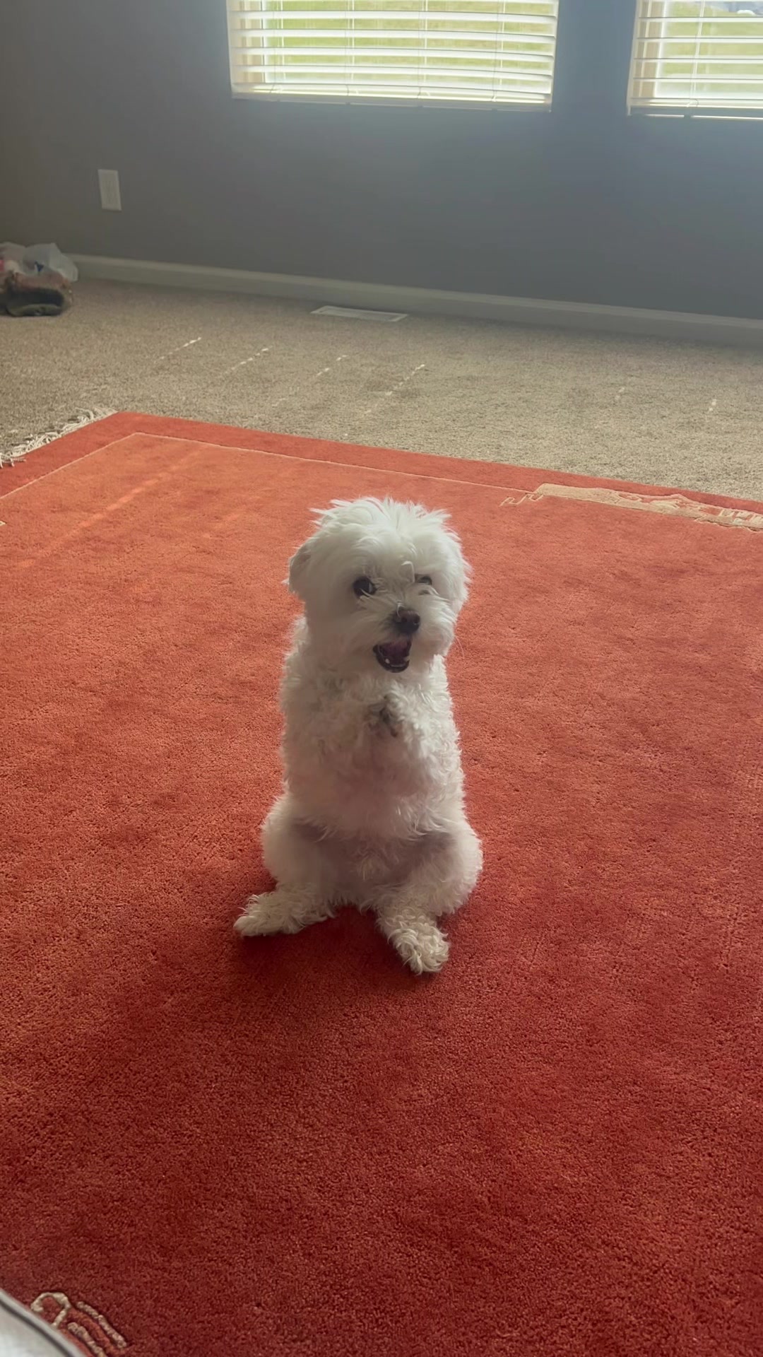 @Messi The Dog