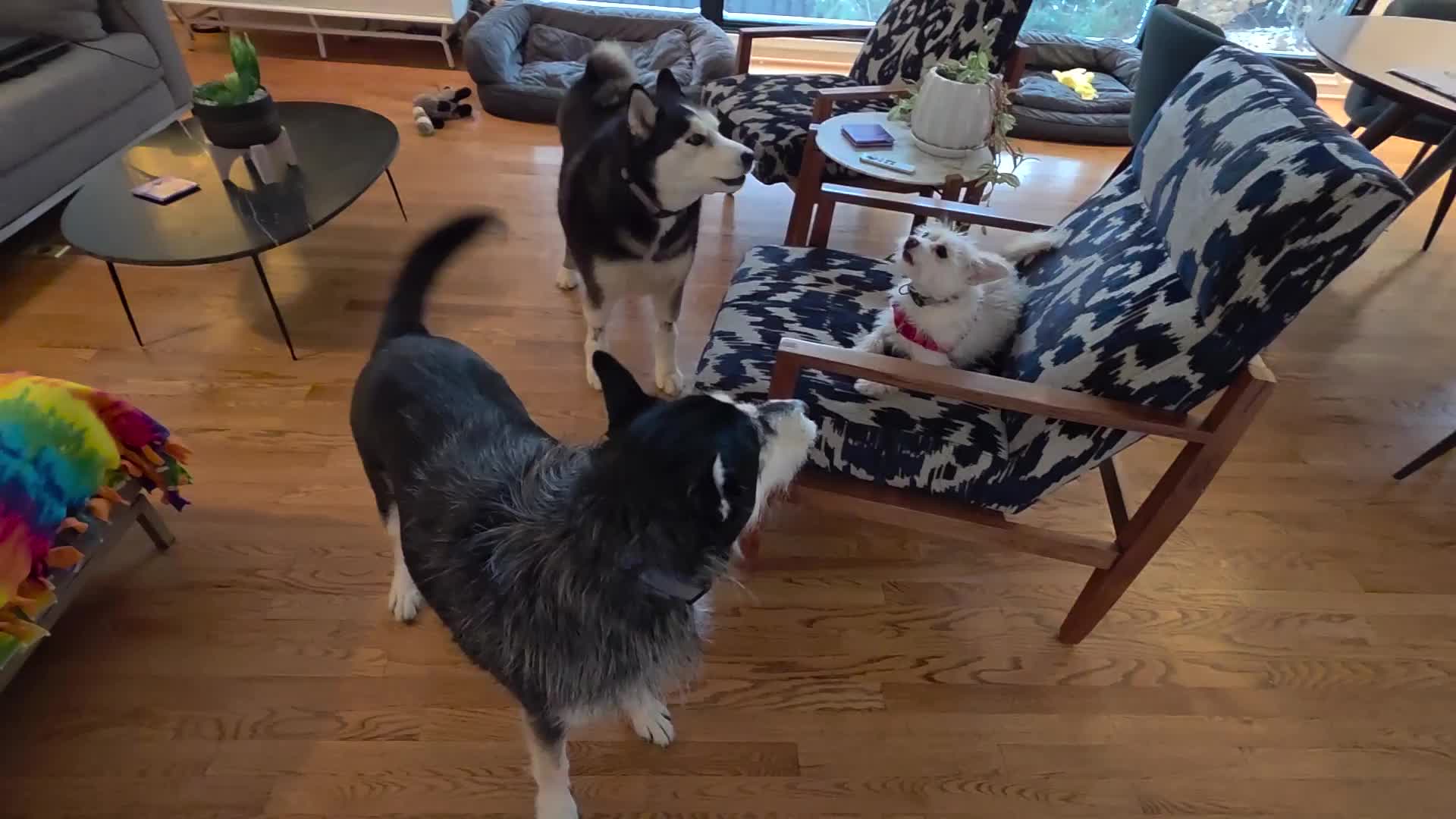 @Omaha Pet Sitter