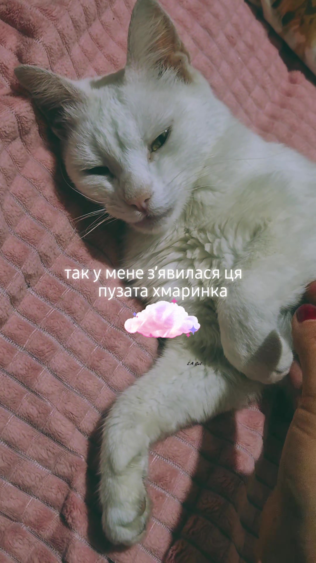 @beverlihilz