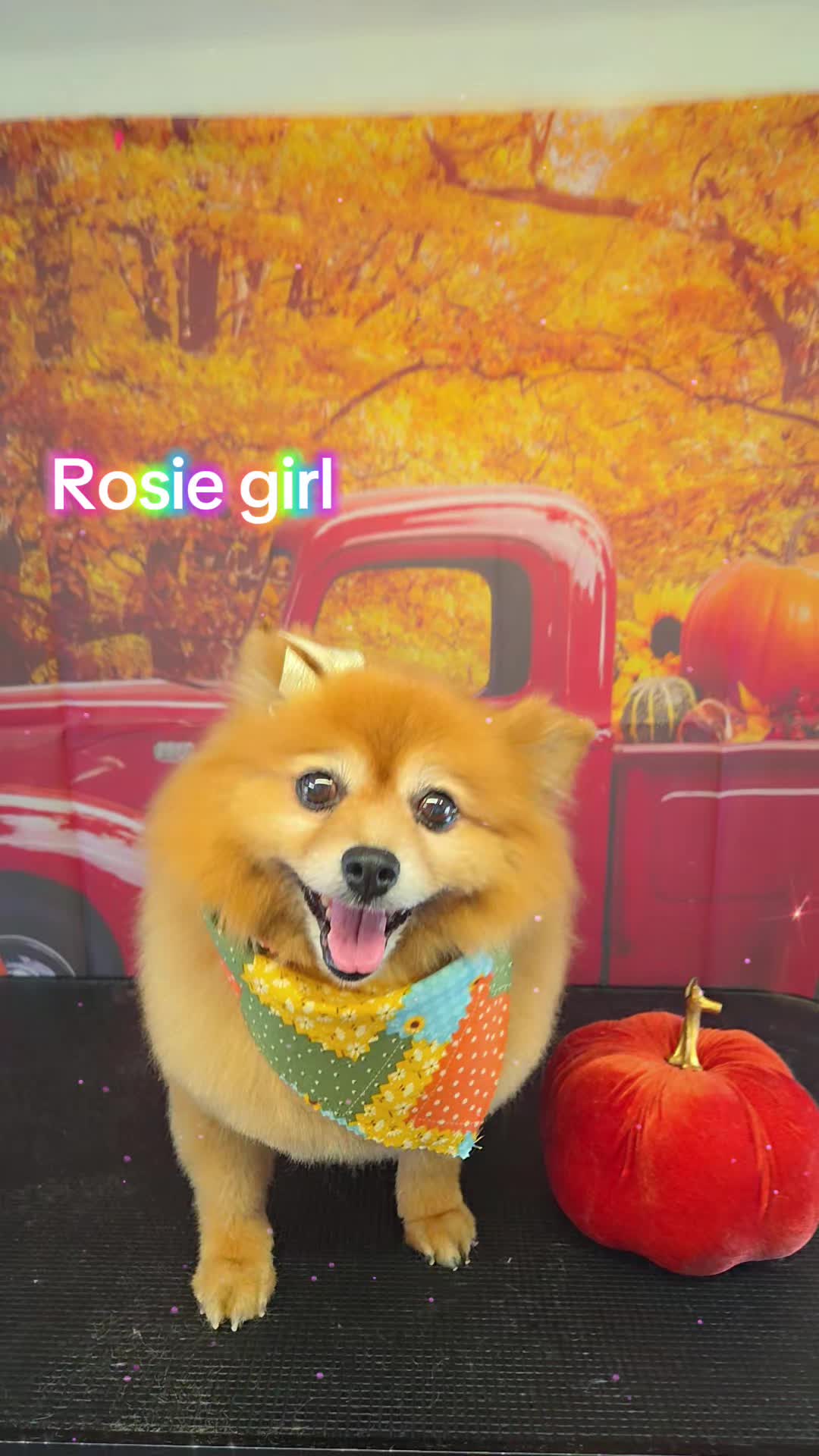 @Pet Stylist Christina