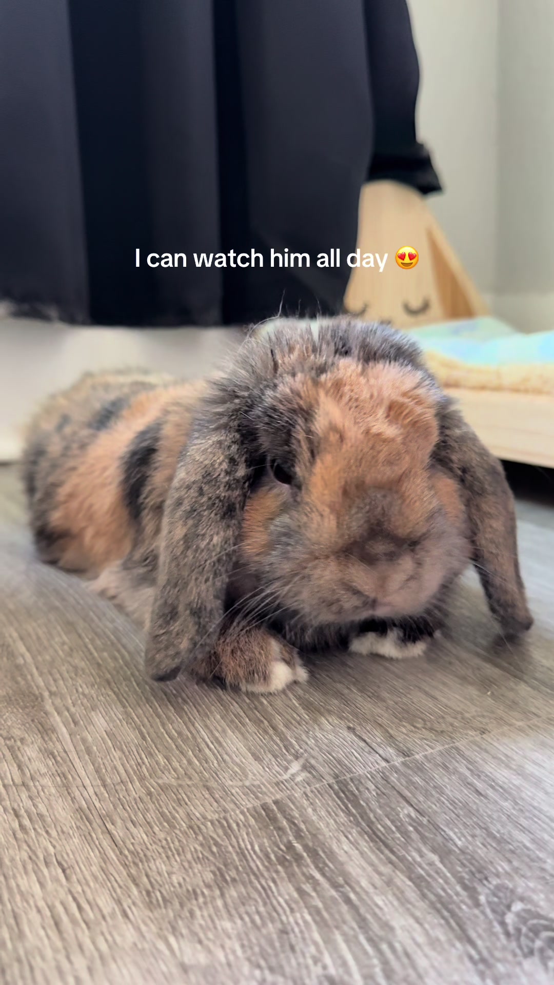 @Cookie and Twix the Bunnies