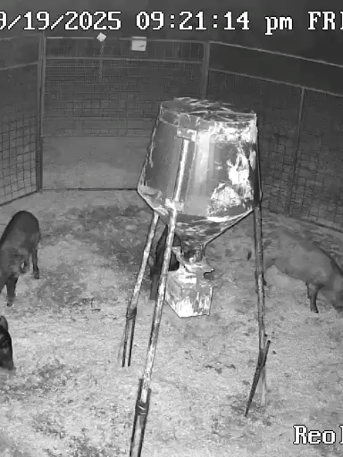 @Hog Brothers Custom Hog Traps