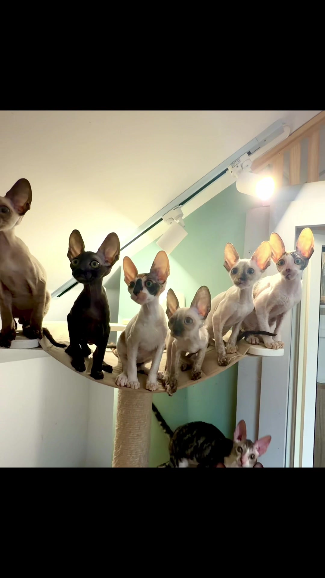 @patimolli_cattery