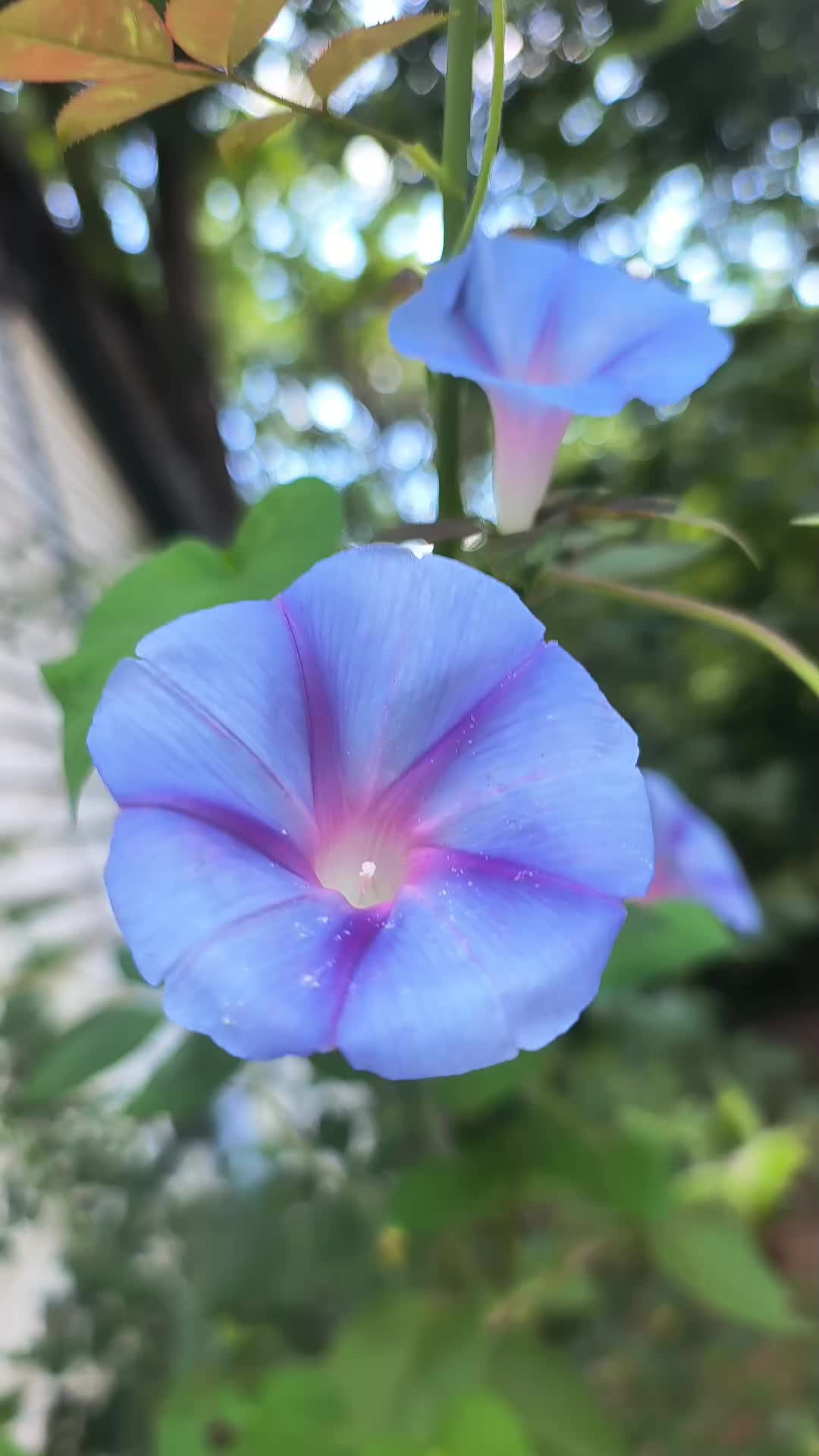 @AshleyChalet