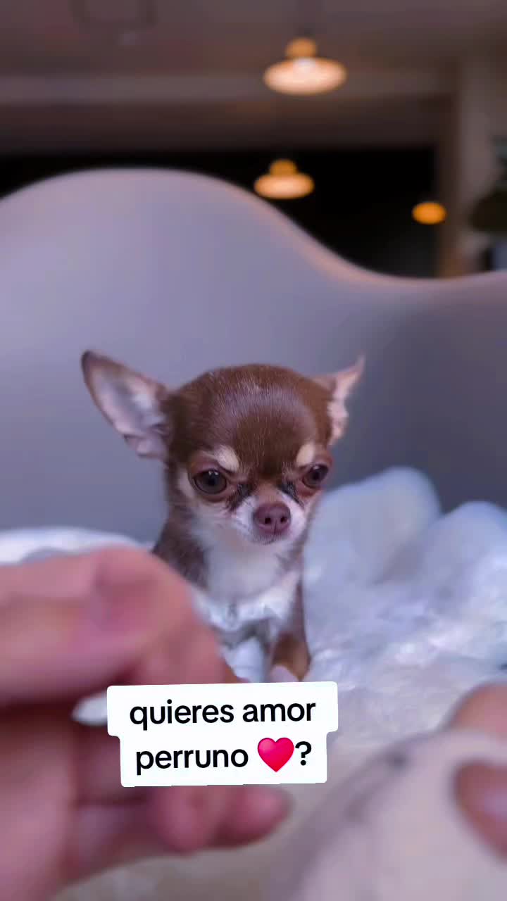 @chihuahuaxlovers