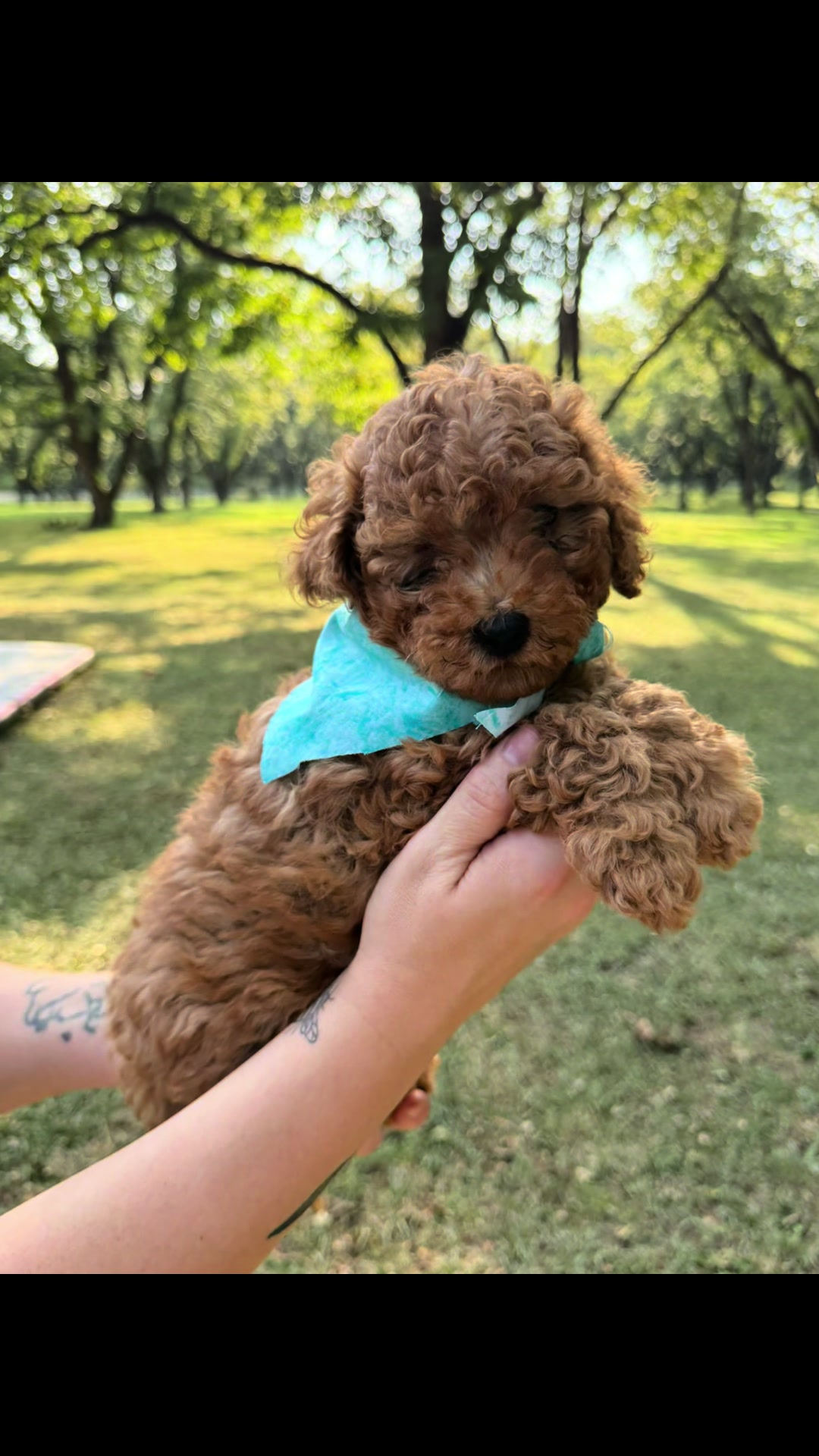 @atlantadoodlesandpoodles