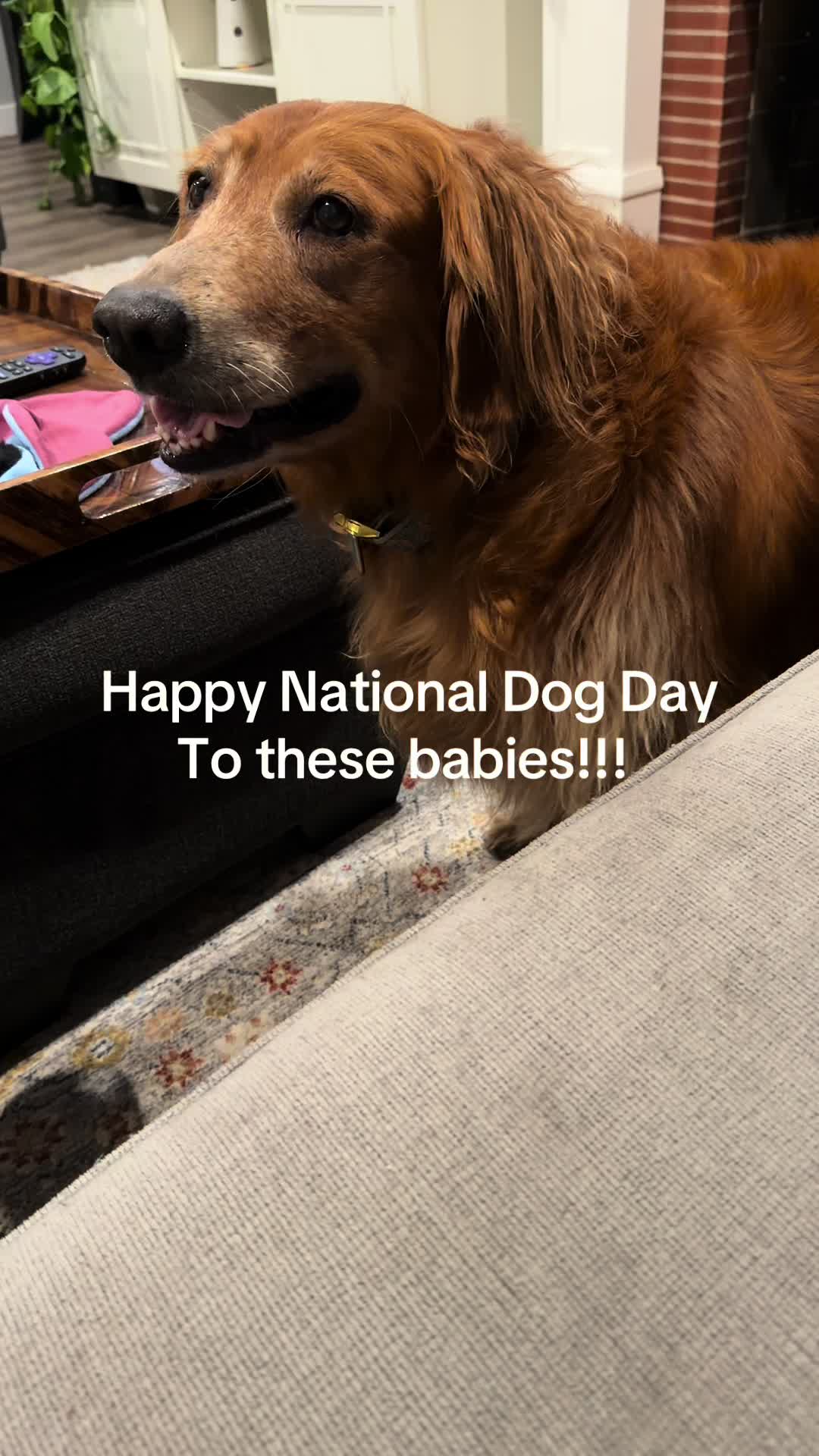 @2goldensandacat