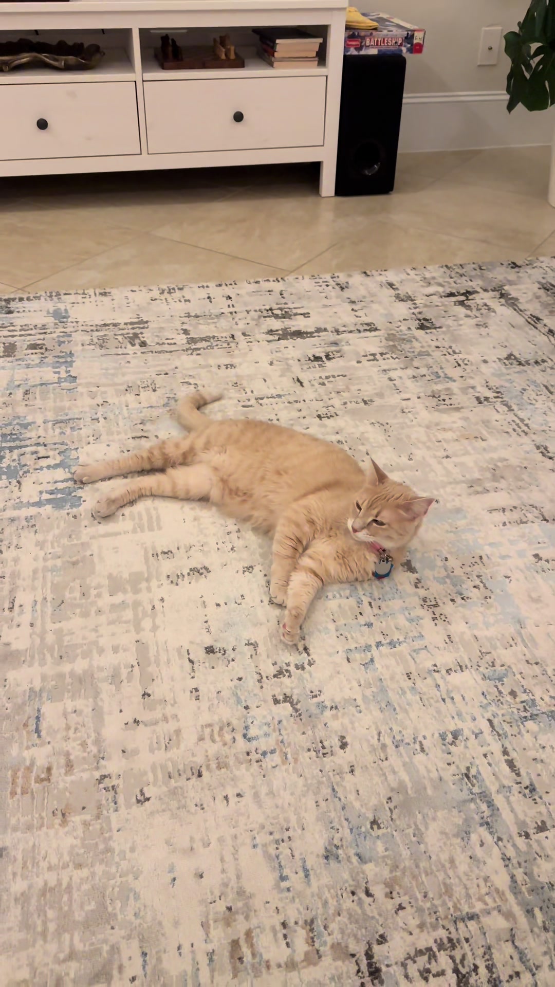 @roti_the_cat