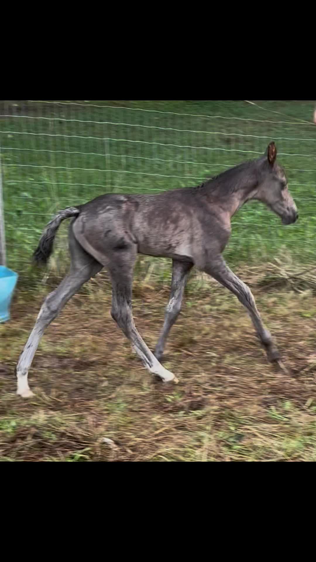 @EightyDollarStables