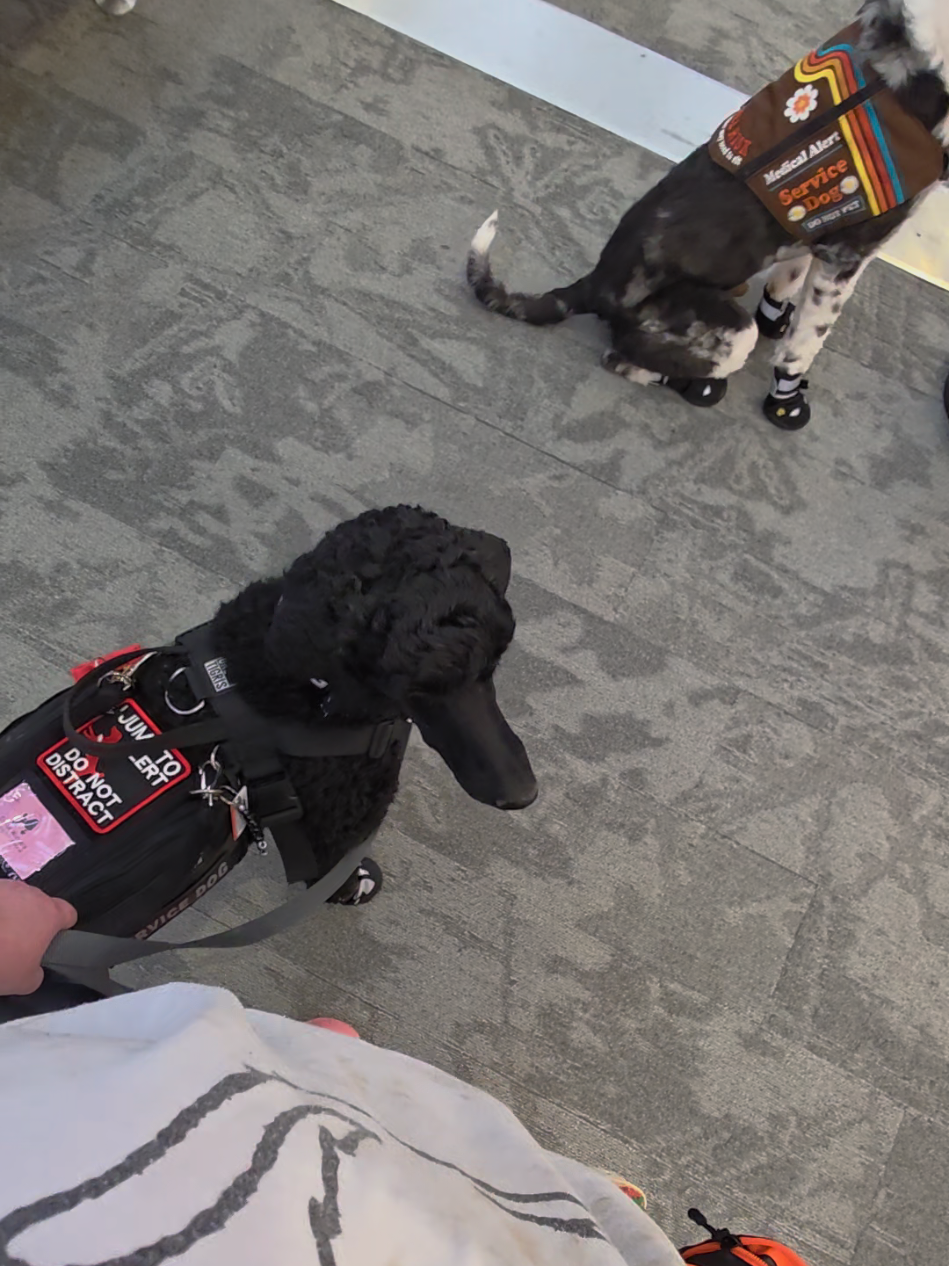 @Canine Wonders Training