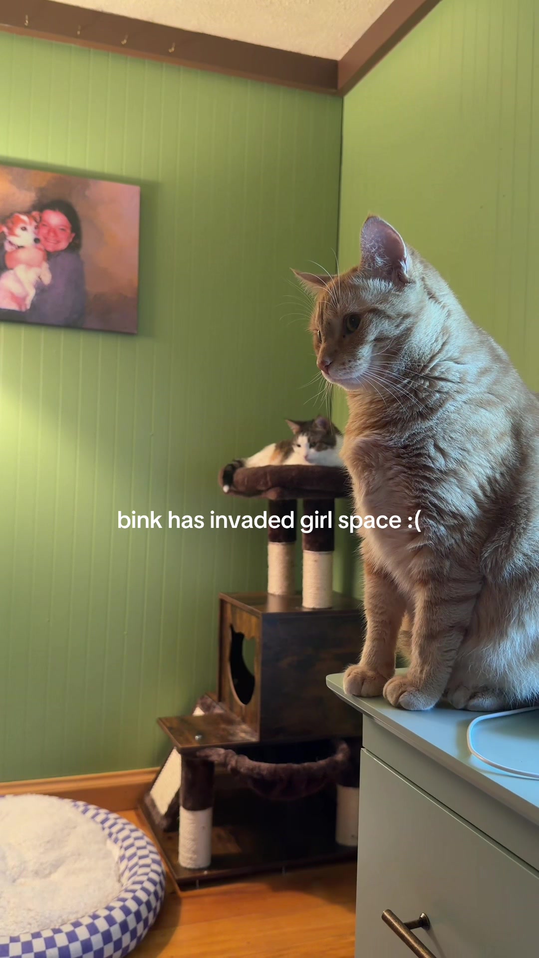 @bink the big orange cat