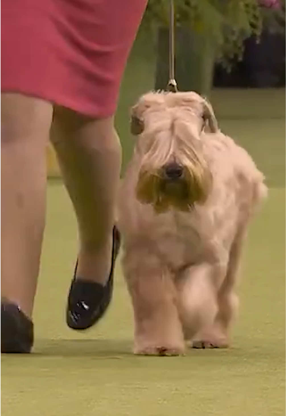@Westminster Kennel Club