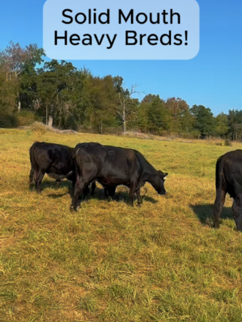 @Rutherford Land and Cattle